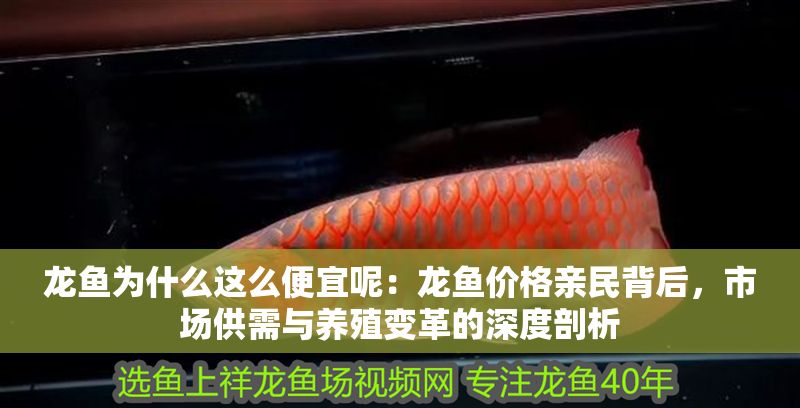 龍魚為什么這么便宜呢：龍魚價格親民背后，市場供需與養殖變革的深度剖析