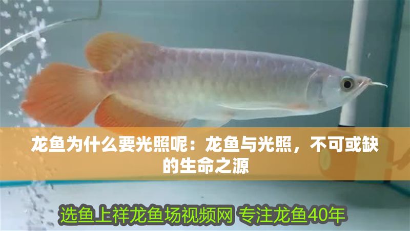 龍魚為什么要光照呢：龍魚與光照，不可或缺的生命之源
