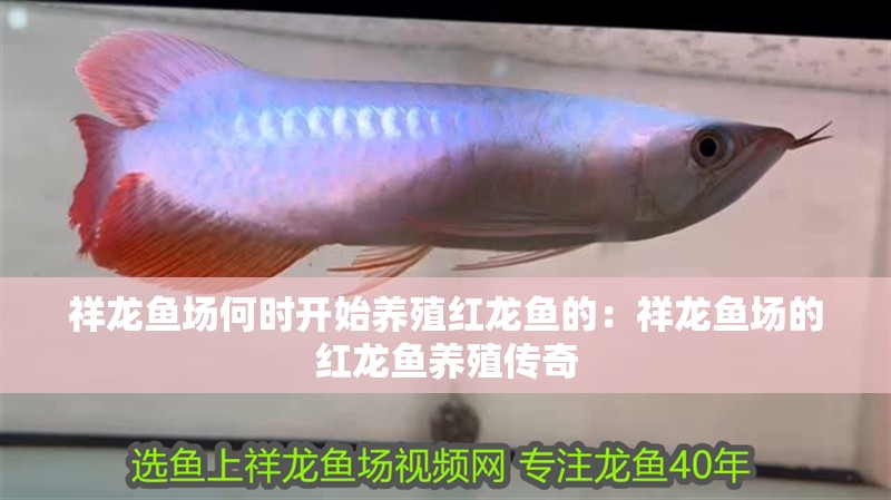 祥龍魚場何時開始養殖紅龍魚的：祥龍魚場的紅龍魚養殖傳奇