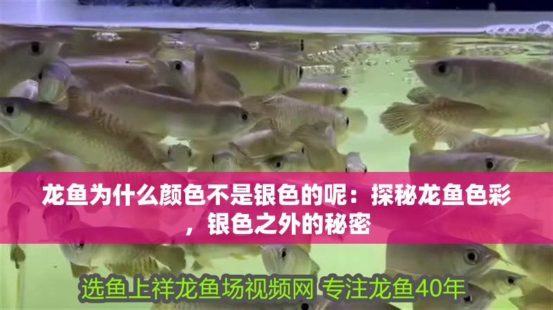 龍魚為什么顏色不是銀色的呢：探秘龍魚色彩，銀色之外的秘密