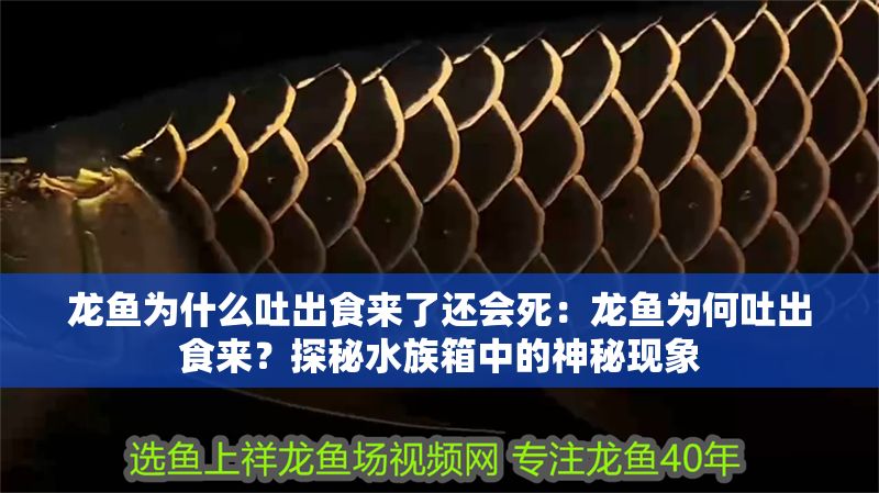 龍魚為什么吐出食來了還會死：龍魚為何吐出食來？探秘水族箱中的神秘現象