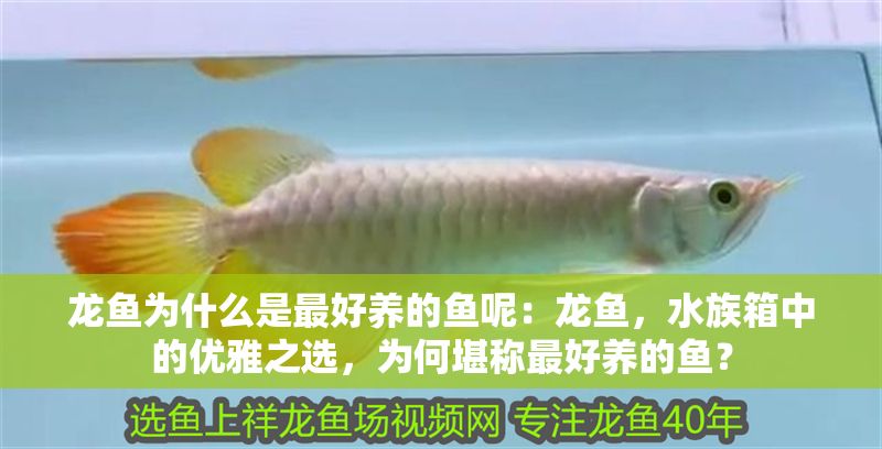 龍魚為什么是最好養(yǎng)的魚呢：龍魚，水族箱中的優(yōu)雅之選，為何堪稱最好養(yǎng)的魚？