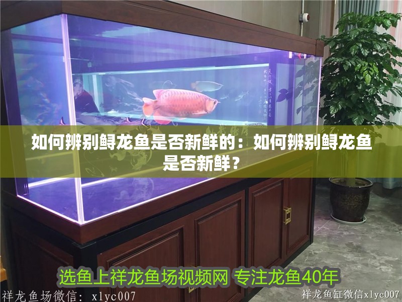 如何辨別鱘龍魚是否新鮮的：如何辨別鱘龍魚是否新鮮？