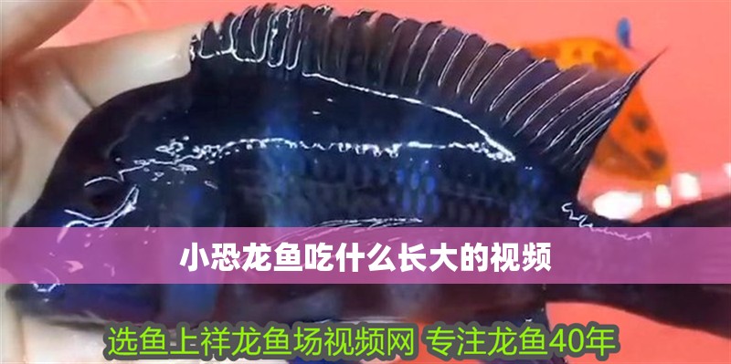 小恐龍魚吃什么長大的視頻
