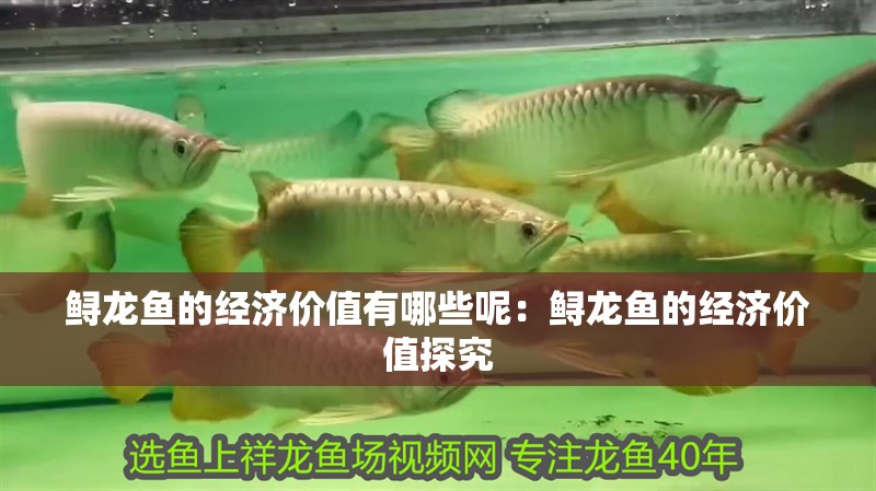 鱘龍魚的經濟價值有哪些呢：鱘龍魚的經濟價值探究