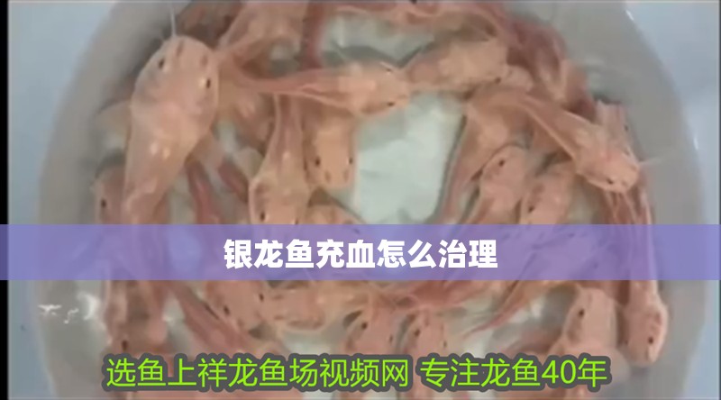 銀龍魚充血怎么治理