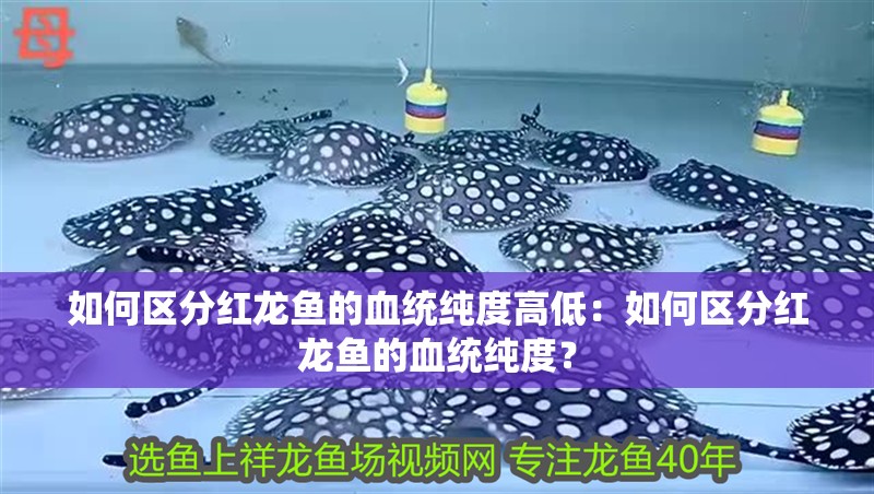 如何區分紅龍魚的血統純度高低：如何區分紅龍魚的血統純度？