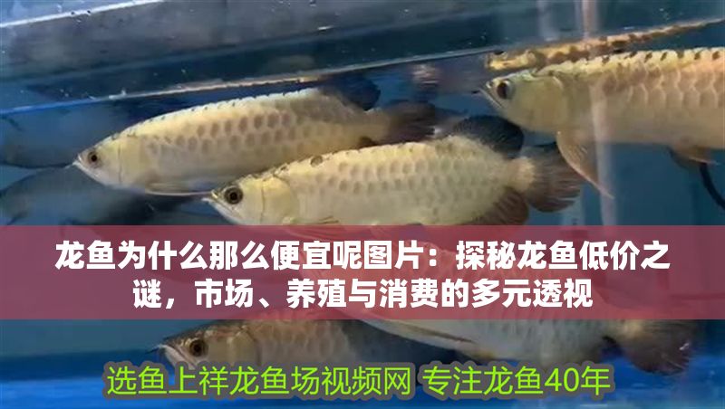 龍魚為什么那么便宜呢圖片：探秘龍魚低價之謎，市場、養(yǎng)殖與消費的多元透視