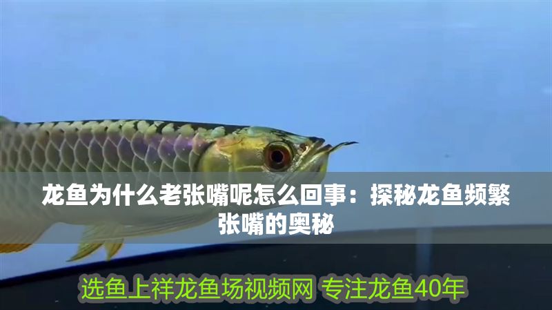龍魚為什么老張嘴呢怎么回事：探秘龍魚頻繁張嘴的奧秘