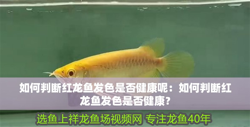 如何判斷紅龍魚發色是否健康呢：如何判斷紅龍魚發色是否健康？