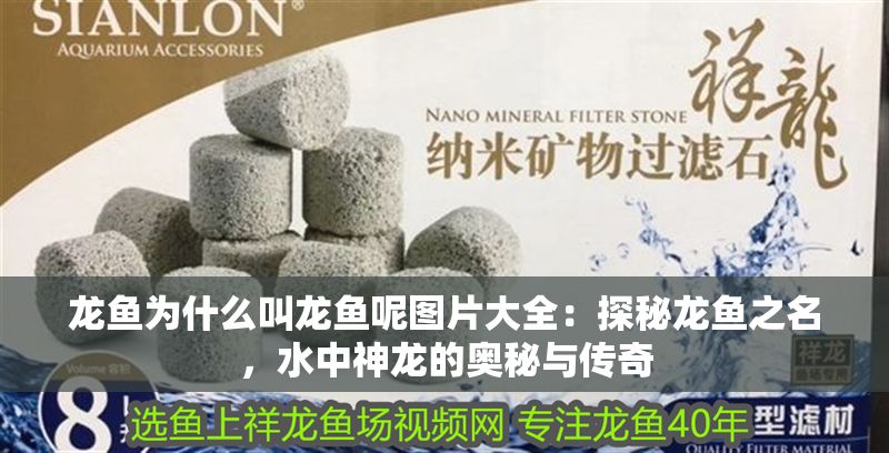 龍魚為什么叫龍魚呢圖片大全：探秘龍魚之名，水中神龍的奧秘與傳奇