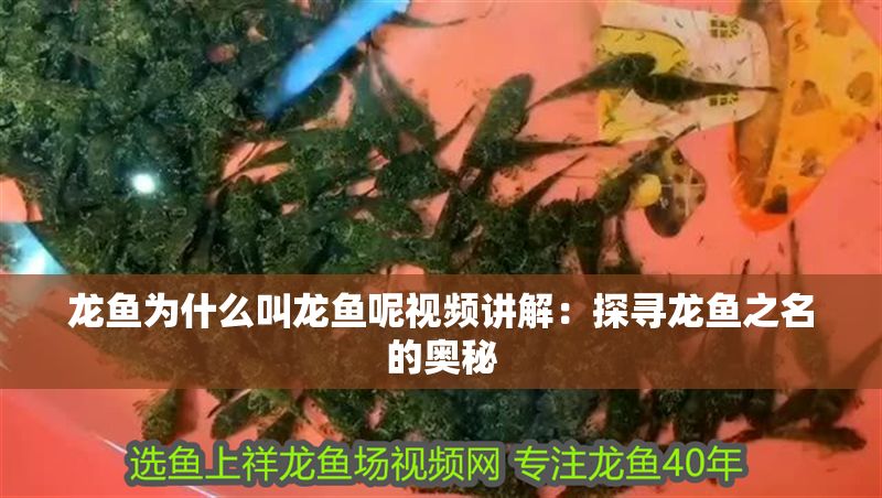 龍魚為什么叫龍魚呢視頻講解：探尋龍魚之名的奧秘