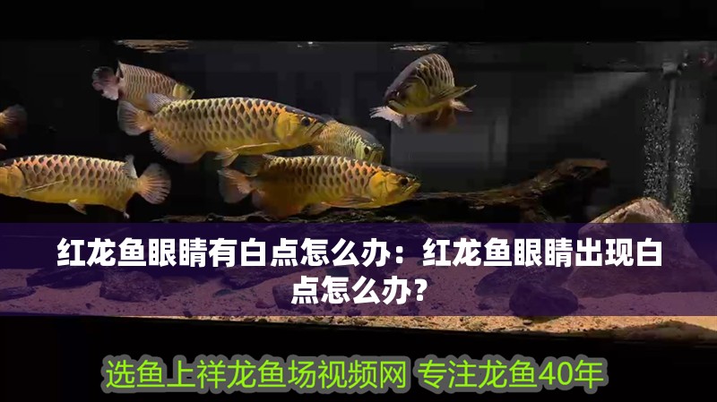 紅龍魚眼睛有白點怎么辦：紅龍魚眼睛出現白點怎么辦？