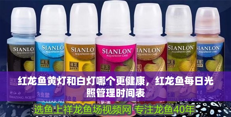 紅龍魚黃燈和白燈哪個更健康，紅龍魚每日光照管理時間表 紅龍魚黃燈和白燈哪個更健康，紅龍魚每日光照管理時間表 龍魚百科