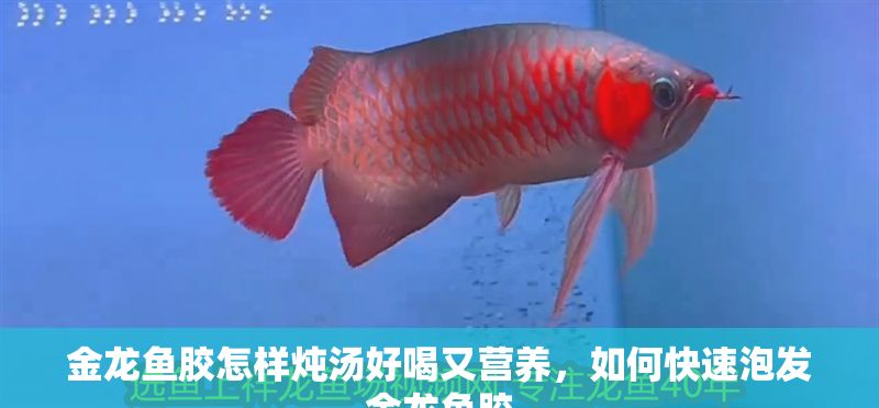 金龍魚膠怎樣燉湯好喝又營養，如何快速泡發金龍魚膠