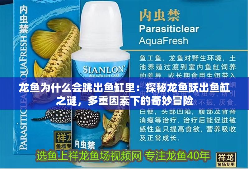 龍魚為什么會(huì)跳出魚缸里：探秘龍魚躍出魚缸之謎，多重因素下的奇妙冒險(xiǎn)