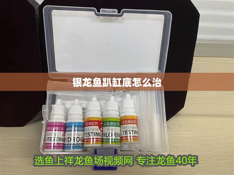 銀龍魚趴缸底怎么治