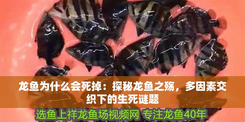 龍魚為什么會(huì)死掉：探秘龍魚之殤，多因素交織下的生死謎題