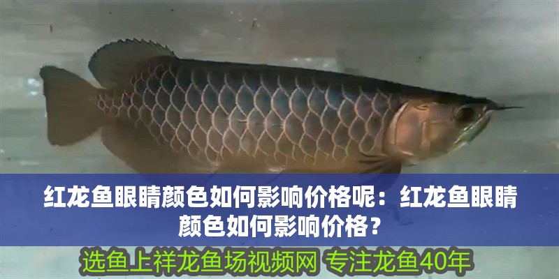 紅龍魚眼睛顏色如何影響價格呢：紅龍魚眼睛顏色如何影響價格？