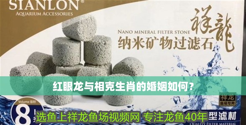 紅眼龍與相克生肖的婚姻如何？