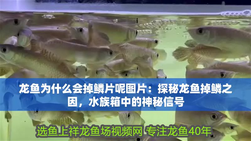龍魚為什么會掉鱗片呢圖片：探秘龍魚掉鱗之因，水族箱中的神秘信號
