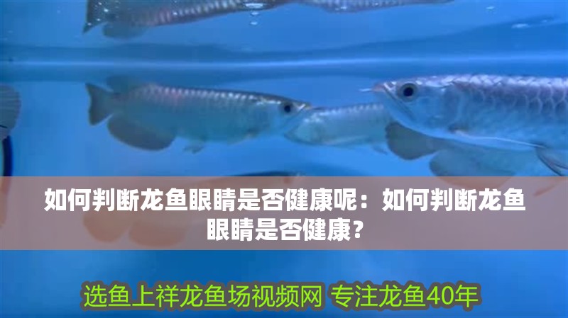 如何判斷龍魚眼睛是否健康呢：如何判斷龍魚眼睛是否健康？