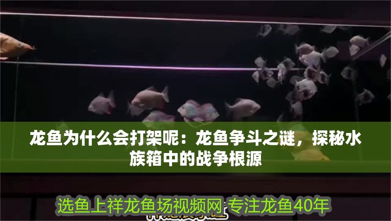 龍魚為什么會打架呢：龍魚爭斗之謎，探秘水族箱中的戰爭根源