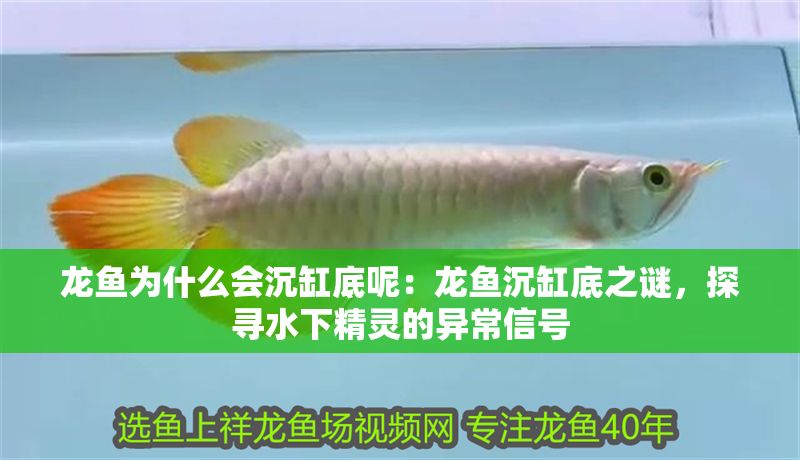 龍魚為什么會沉缸底呢：龍魚沉缸底之謎，探尋水下精靈的異常信號