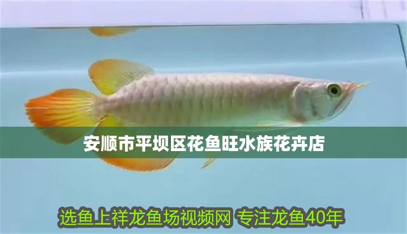 安順市平壩區(qū)花魚旺水族花卉店