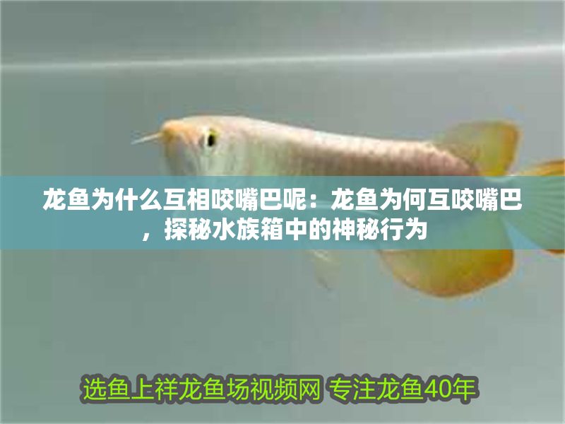 龍魚為什么互相咬嘴巴呢：龍魚為何互咬嘴巴，探秘水族箱中的神秘行為