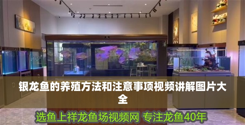 銀龍魚的養殖方法和注意事項視頻講解圖片大全