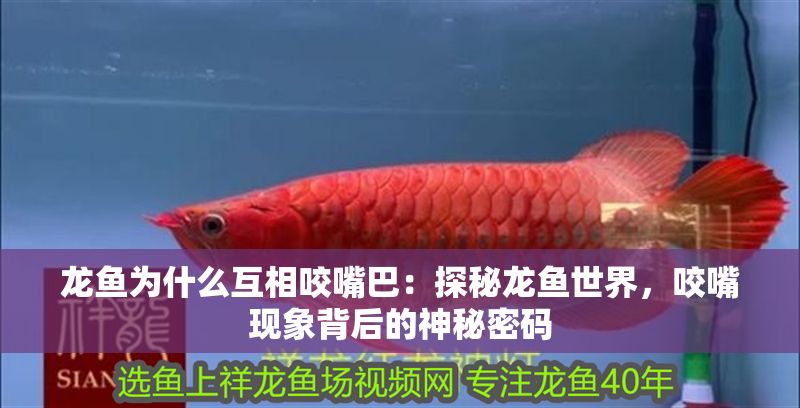 龍魚(yú)為什么互相咬嘴巴：探秘龍魚(yú)世界，咬嘴現(xiàn)象背后的神秘密碼