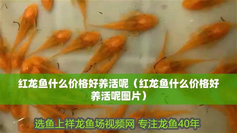銀龍魚苗養(yǎng)殖注意事項圖片