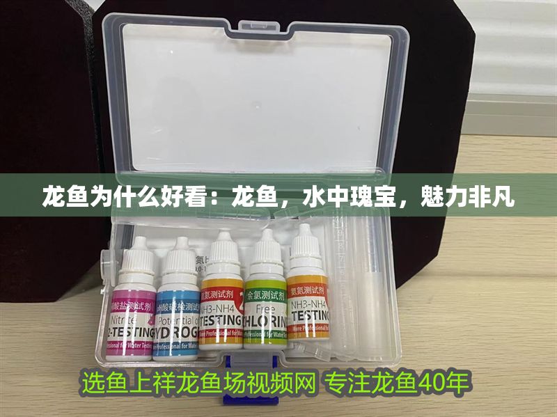 龍魚為什么好看：龍魚，水中瑰寶，魅力非凡