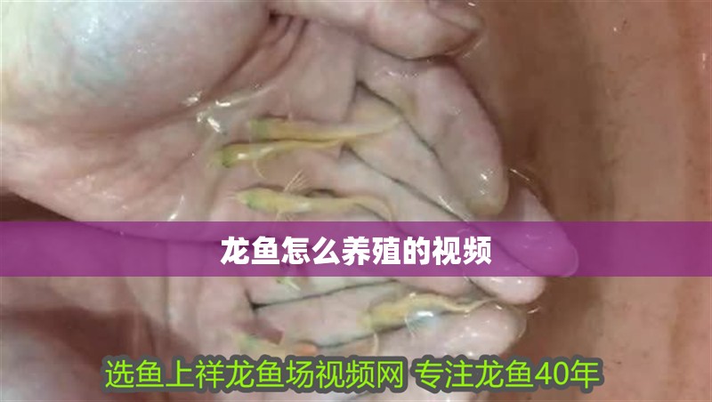 龍魚怎么養殖的視頻 龍魚怎么養殖的視頻 龍魚百科