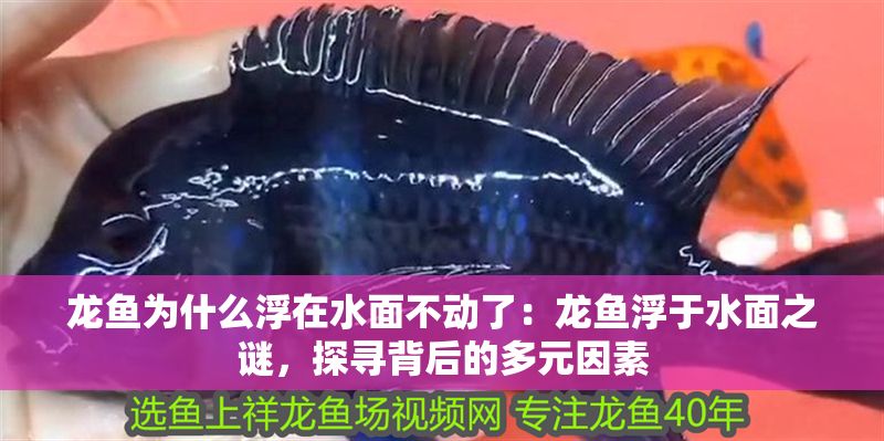 龍魚為什么浮在水面不動了：龍魚浮于水面之謎，探尋背后的多元因素