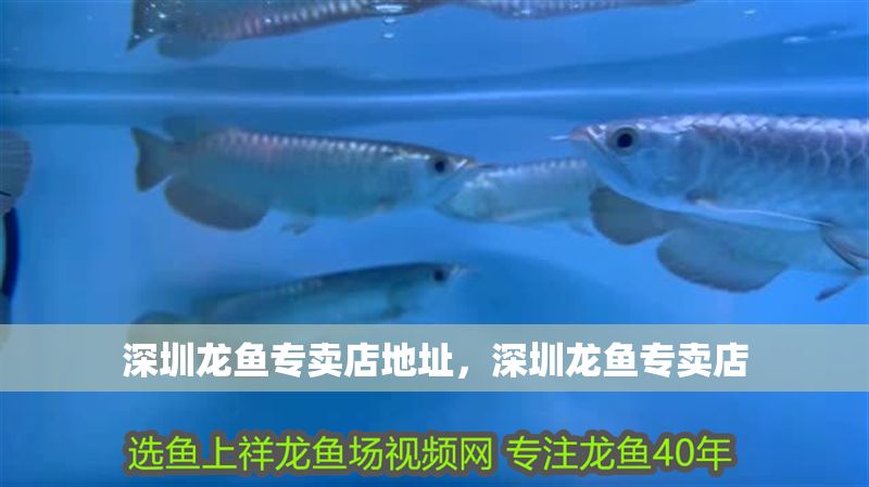 深圳龍魚專賣店地址，深圳龍魚專賣店