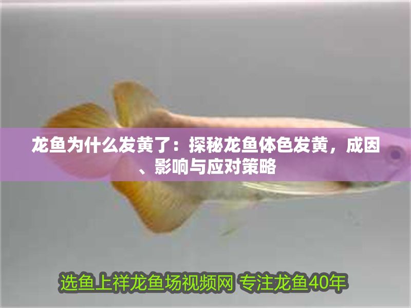 龍魚為什么發(fā)黃了：探秘龍魚體色發(fā)黃，成因、影響與應(yīng)對策略