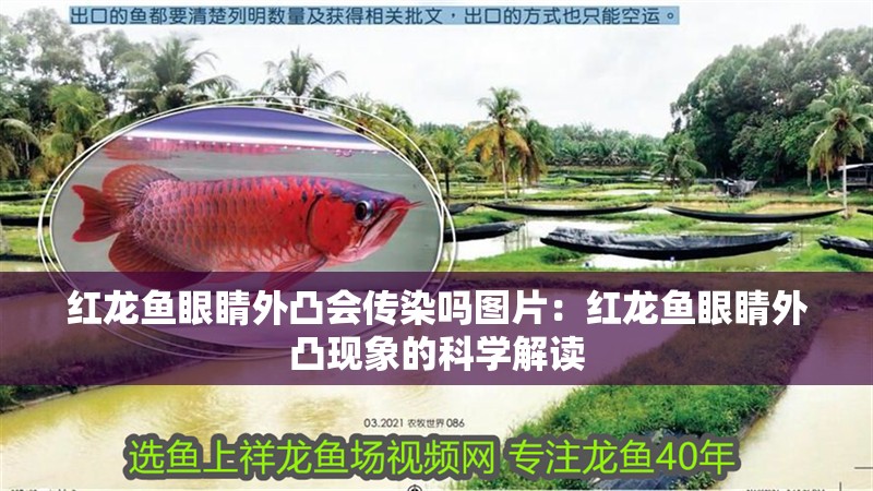 紅龍魚眼睛外凸會傳染嗎圖片：紅龍魚眼睛外凸現象的科學解讀