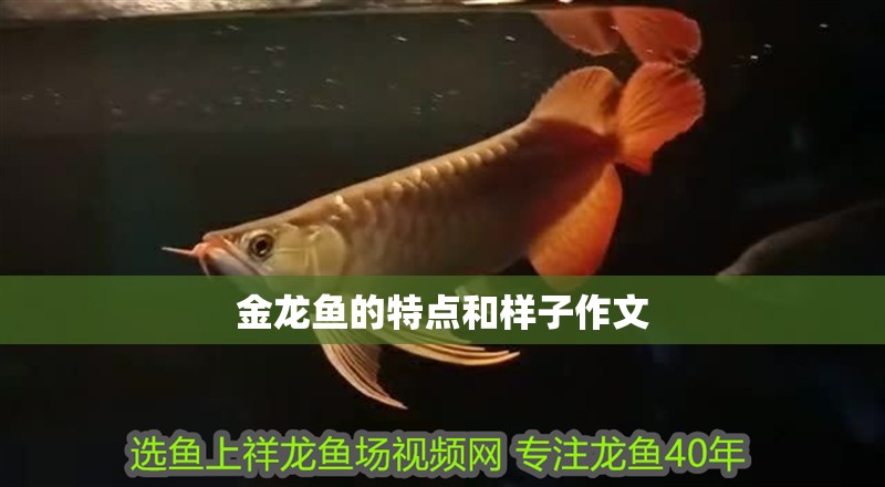 金龍魚的特點和樣子作文