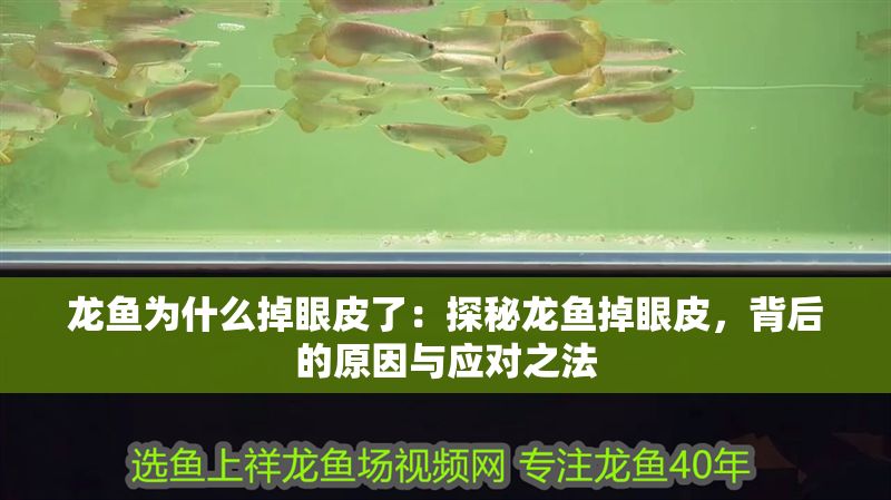 龍魚為什么掉眼皮了：探秘龍魚掉眼皮，背后的原因與應對之法