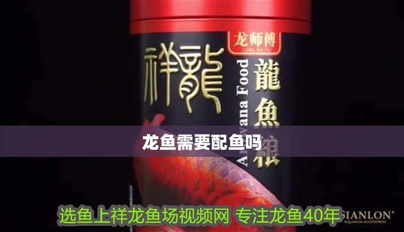 龍魚需要配魚嗎