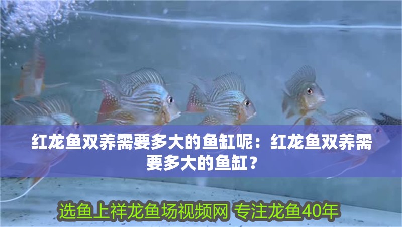 紅龍魚雙養需要多大的魚缸呢：紅龍魚雙養需要多大的魚缸？