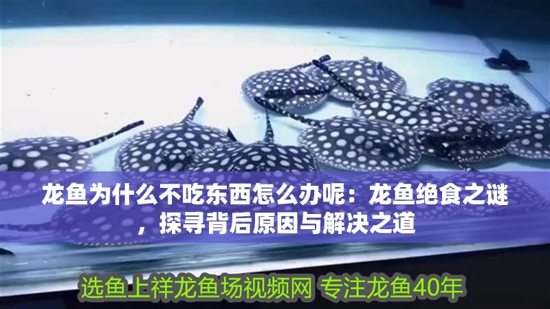 龍魚為什么不吃東西怎么辦呢：龍魚絕食之謎，探尋背后原因與解決之道
