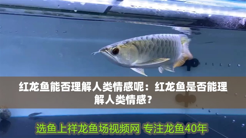 紅龍魚能否理解人類情感呢：紅龍魚是否能理解人類情感？