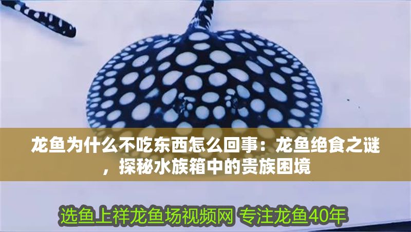 龍魚為什么不吃東西怎么回事：龍魚絕食之謎，探秘水族箱中的貴族困境