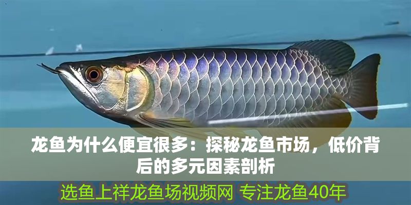 龍魚為什么便宜很多：探秘龍魚市場，低價背后的多元因素剖析
