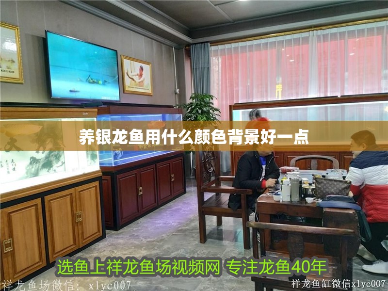 養銀龍魚用什么顏色背景好一點