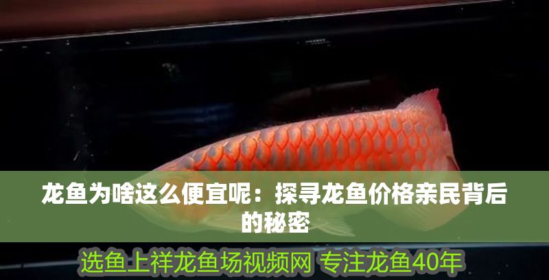 龍魚為啥這么便宜呢：探尋龍魚價格親民背后的秘密