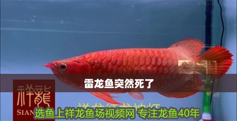 雷龍魚突然死了